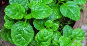 Tìm hiểu rau mồng tơi ăn lẩu bò có nhanh tiêu không và công dụng hỗ trợ tiêu hóa